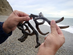 Macrocystis pyrifera