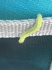 Peridea basitriens