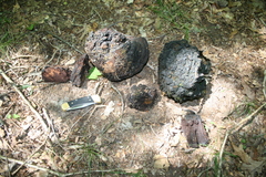 Phellinus everhartii