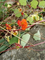 Tropaeolum harlingii