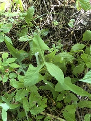 Sonchus palustris