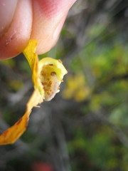 Euura arcticornis