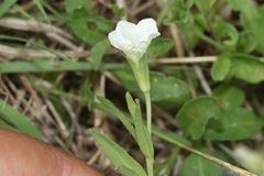 Bouchetia erecta