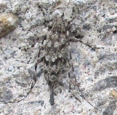 Acanthocinus pusillus