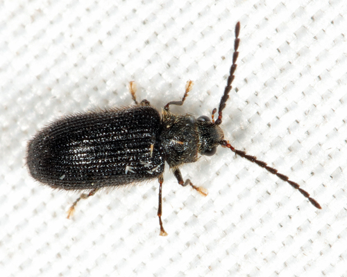 Black Soft-bodied Moss Beetle