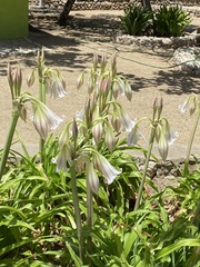 Crinum bulbispermum