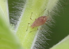 Macrosiphum gaurae
