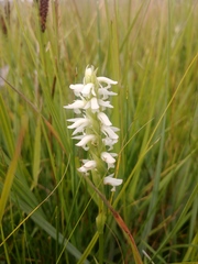 Spiranthes diluvialis
