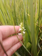 Spiranthes diluvialis