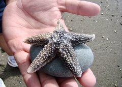Anasterias antarctica
