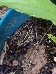 Lithobates palustris