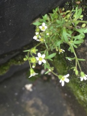Saxifraga tridactylites