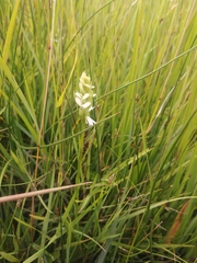 Spiranthes diluvialis
