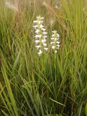 Spiranthes diluvialis