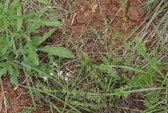 Galium virgatum