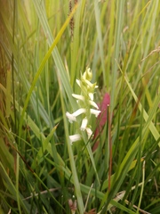 Spiranthes diluvialis