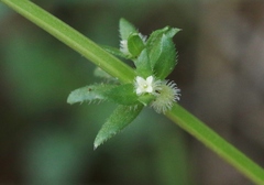 Galium virgatum
