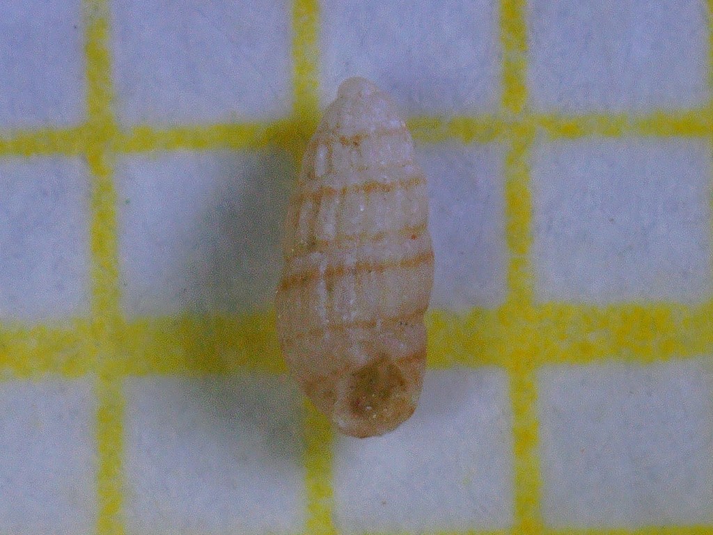 Odostomella