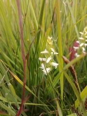 Spiranthes diluvialis