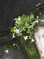 Saxifraga tridactylites
