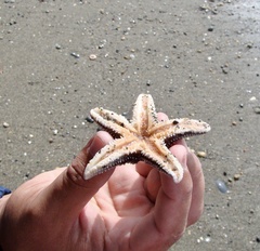 Anasterias antarctica