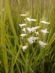 Spiranthes diluvialis