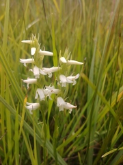 Spiranthes diluvialis