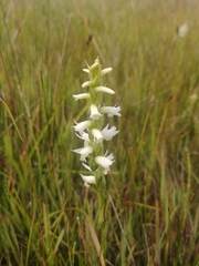 Spiranthes diluvialis