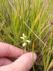 Spiranthes diluvialis