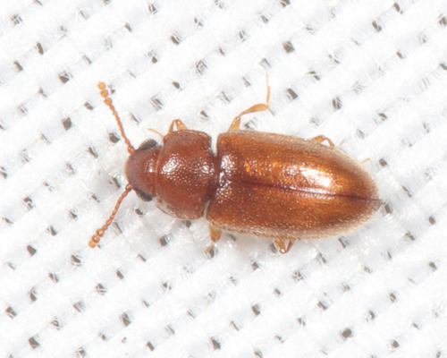 Cryptophilus integer, 2021-08-11