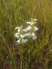 Spiranthes diluvialis