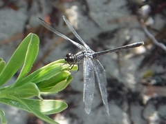 Erythrodiplax berenice