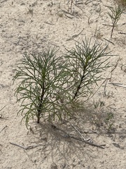 Dicranocarpus parviflorus