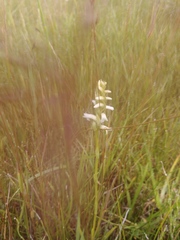 Spiranthes diluvialis