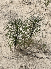 Dicranocarpus parviflorus