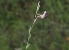 Oenothera suffulta