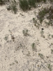 Dicranocarpus parviflorus