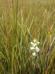 Spiranthes diluvialis