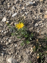 Heterotheca hirsuta