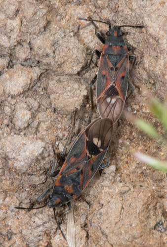 Lygaeus truculentus
