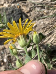 Heterotheca hirsuta