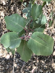 Rhus integrifolia × ovata