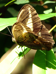 Dasyophthalma creusa