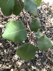 Rhus integrifolia × ovata