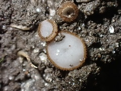 Trichophaea woolhopeia