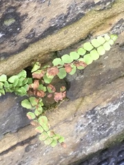 Asplenium trichomanes