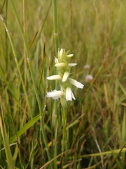 Spiranthes diluvialis