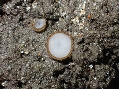 Trichophaea woolhopeia