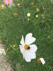 Cosmos bipinnatus