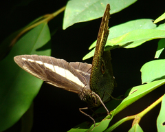 Dasyophthalma creusa